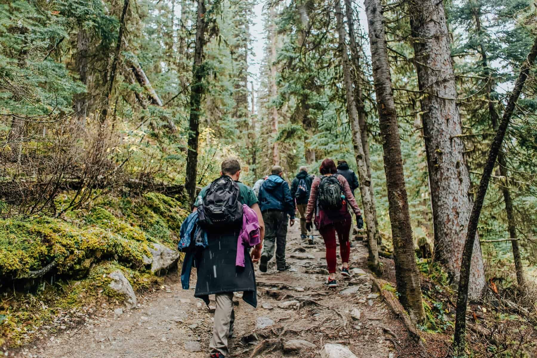 Hiking group walking through dense forest trail in outdoor adventure scene.